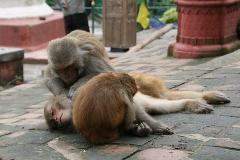 India & Nepal 2011 - 0410